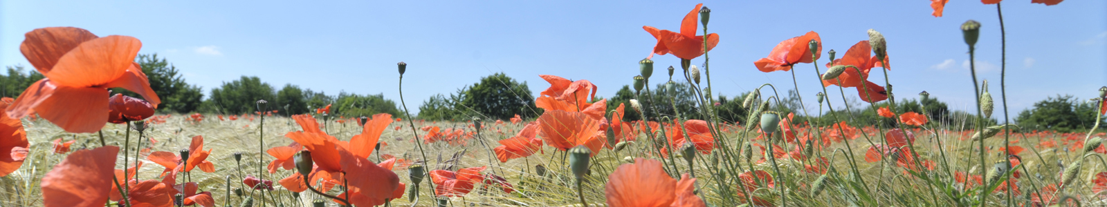 Mohnblumen zwischenGetreidefeld ©DLR